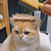 Gant Anti-Poils™ – Élu #1 par les propriétaires de chats